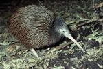 Image of HABITAT TOURS - Auckland